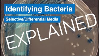Selective and Differential Agar - Explained!