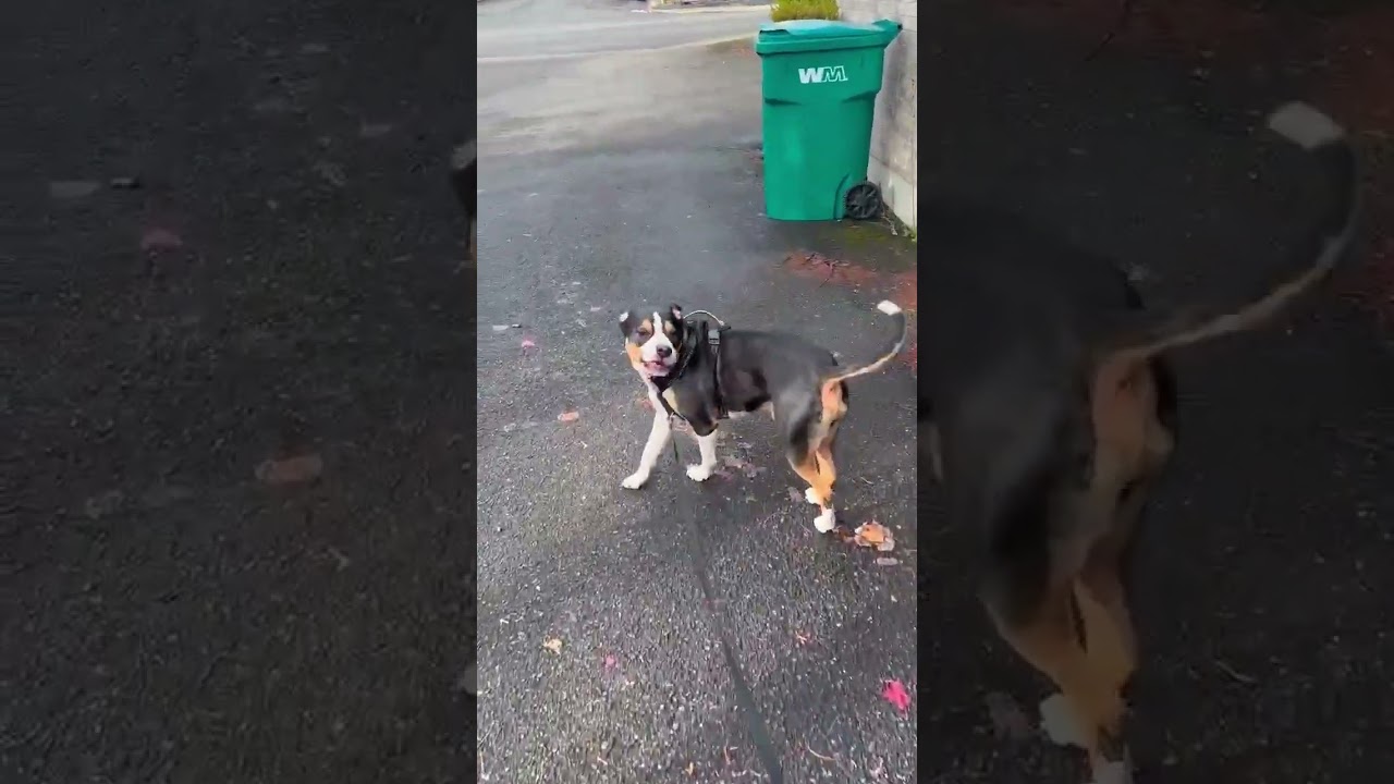 Enlarge Bobo, an adopted Staffordshire Bull Terrier in Portland, OR video 6/6