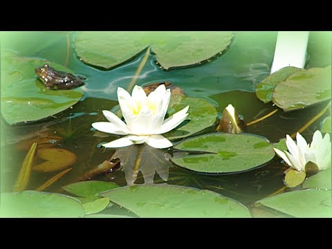 Walc z filmu „Noce i dnie” i piękno nenufarów.¨°♥«.For you flowers for Valentine's Day¨°♥«