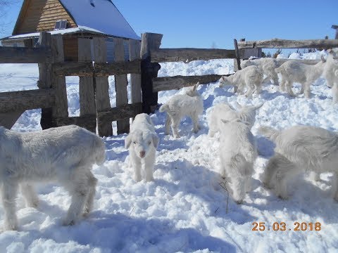 Козлята 2018. Первая прогулка по снегу. Нам 10 дней.