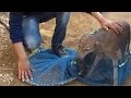 Injured Street Dog Gets A Second Chance