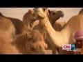Kiss My Camel (MERS? SHMERS!) - YouTube