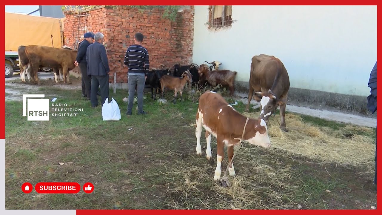 Vaksinimi i bagëtive për brucelozën deri në fund të tetorit