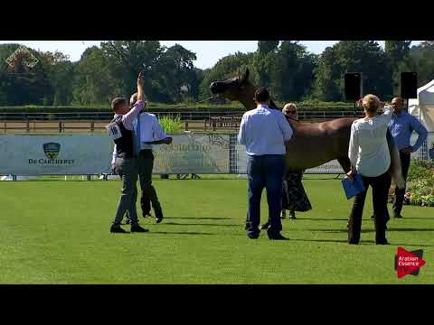 N.18 CAZA AL SOOR - Chantilly 2018 AHO World Cup - 2 Years Old Fillies (Class 2A)