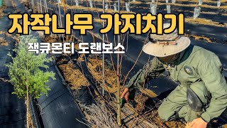 잭큐몬티 자작나무 가지치기 겨울 자작나무 전정 