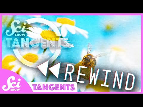 Rewind Ep. 16 - Bees | SciShow Tangents Podcast