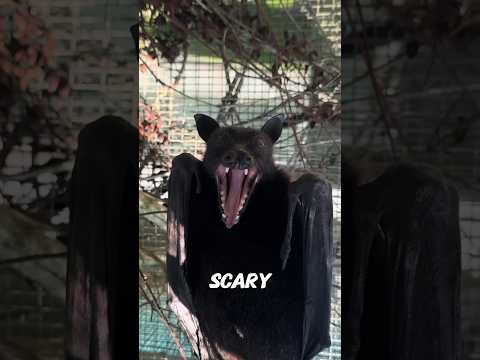 Flying Fox, the Giant Fruit Bat #facts #animals #wildlife #interestingfacts #didyouknow