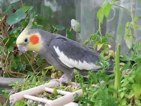 Попугай Корелла песенки поет Parrot Sings