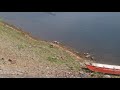 Crocodile Eating Dog In Front Of Owner And Guests