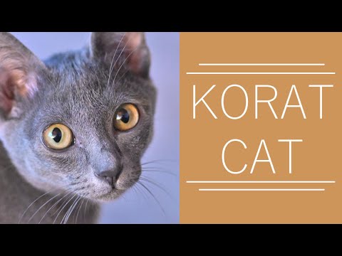 KORAT cat - An ancient cat breed