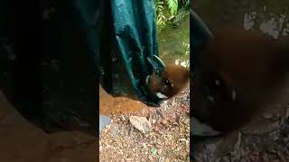 Download lagu Mikat Cililin poin 2 ekor mp3