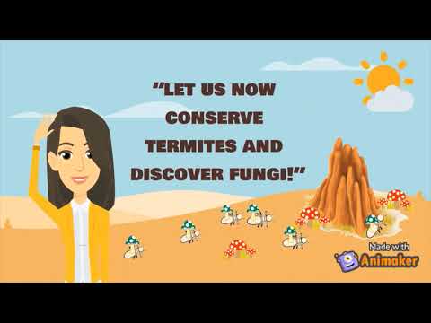 image-What does termitaria do?