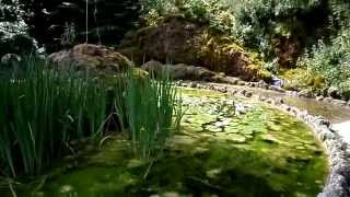 preview picture of video 'Lilly Pond at Matlock Bath'