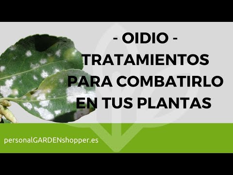 , title : 'OIDIO, TRATAMIENTOS PARA COMBATIRLO EN TUS PLANTAS'