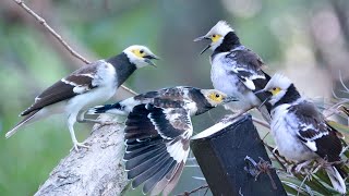 Download lagu SUARA BURUNG JALAK HONGKONG GACOR BAWEL SUPER CEREWET mp3