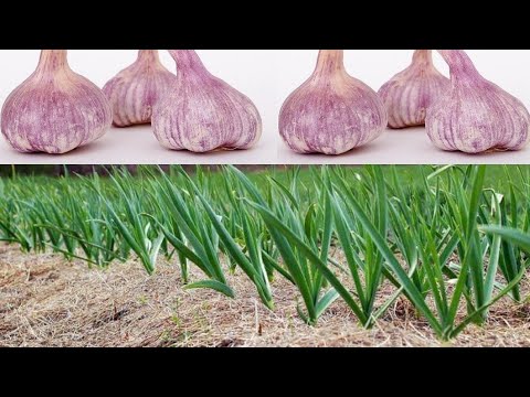 , title : 'طريقة عبقرية لزراعة الثوم garlic cultivation'