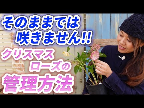 鉢植えのクリスマスツリー:役立つかどうか? トピックス