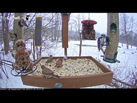 House Finches And More Visit Snowy Feeders In Ithaca, New York – Jan 4, 2017