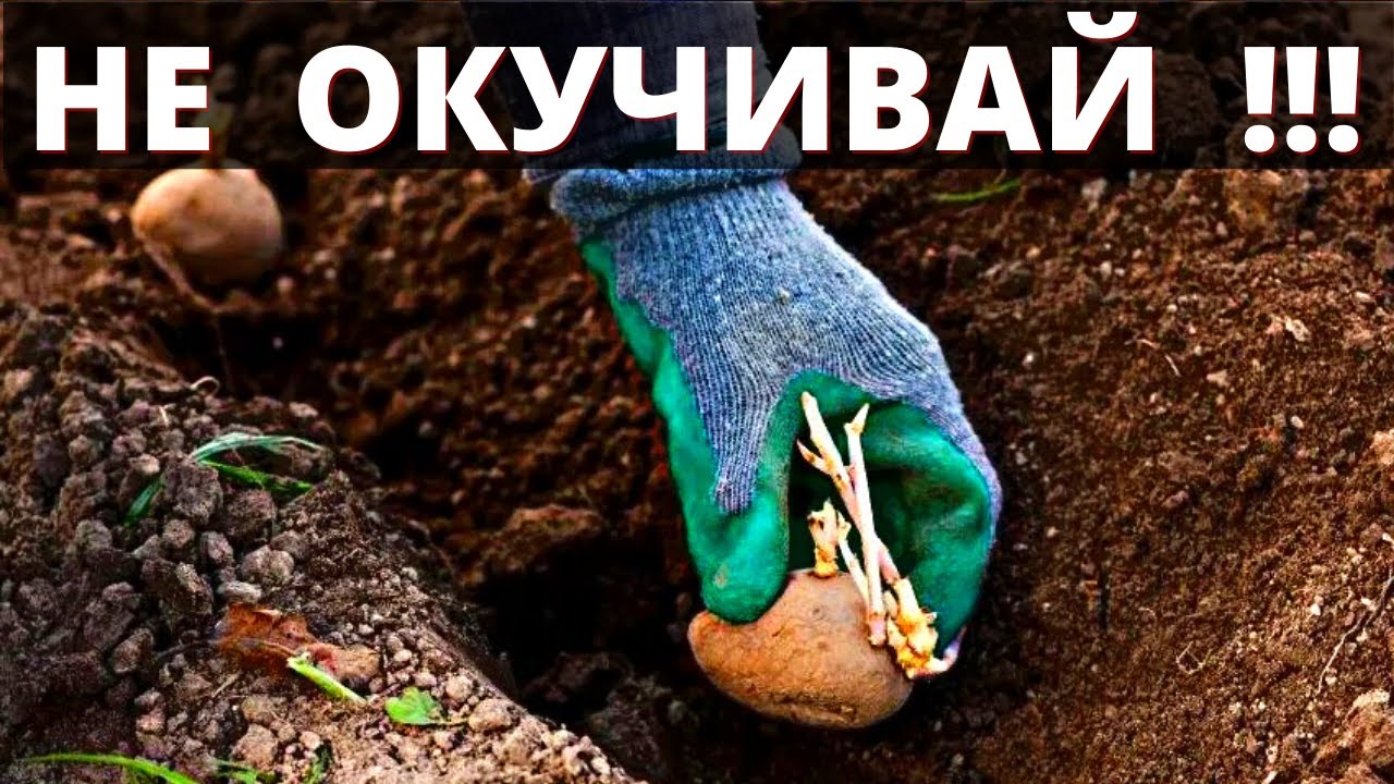 Лунки для картофеля. Какую картошку сажать. Сажание картошки. Коломбо картошка ростки. Какую картошку сажать.