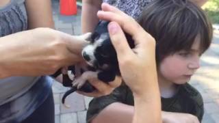 Mama and her pups are safe today