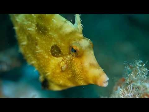 Coral Triangle Critters – 9 - scuba diving video