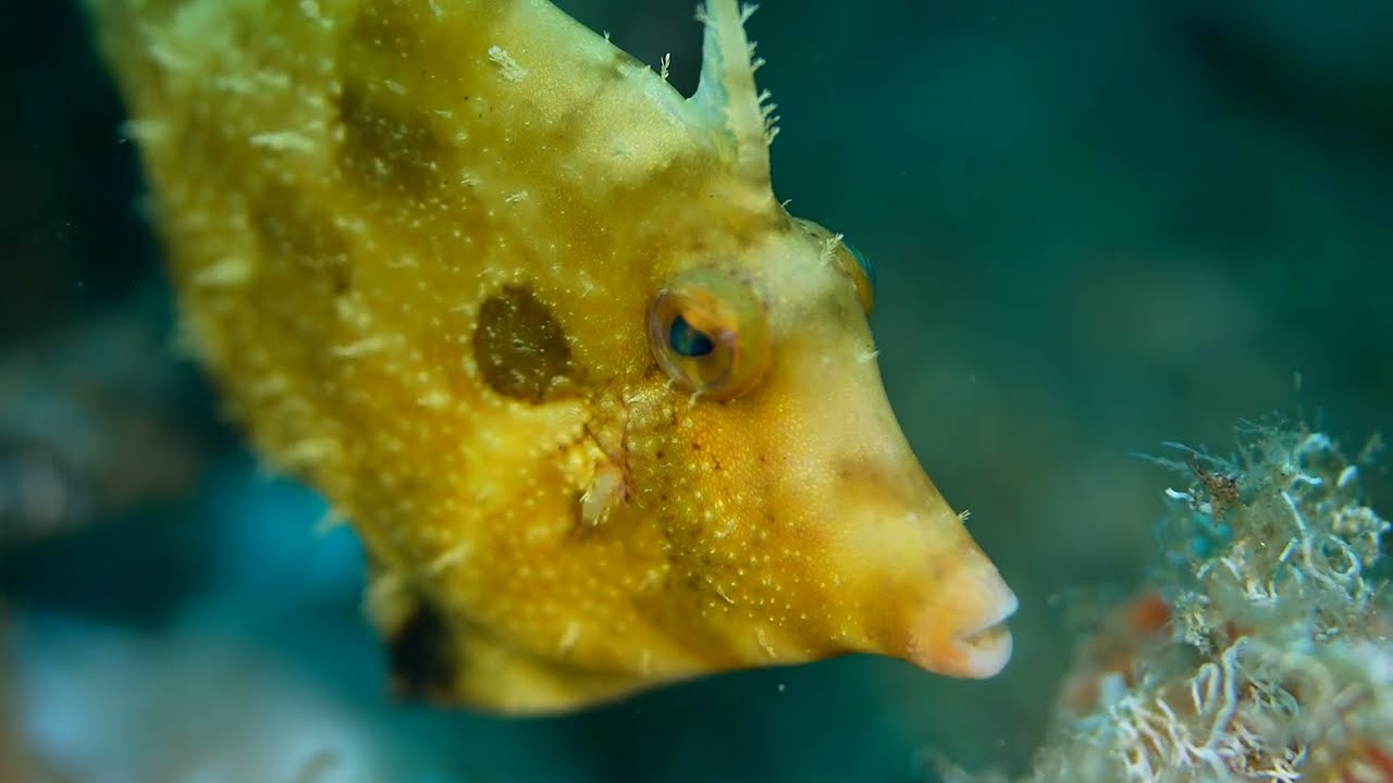 Coral Triangle Critters - 9