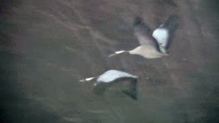 Cranes - 2015-01 - tewbirds @ Eldernell Wash