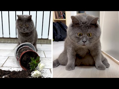 #38 Die besten Videos 2025 || ✪ Stern DuTube