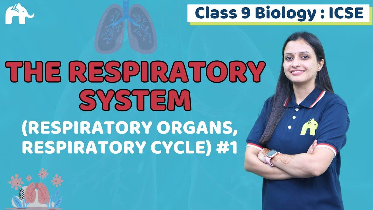 The Respiratory System Class 9 ICSE Biology | Selina Chapter 14 | Respiratory Organs, Cycle #1