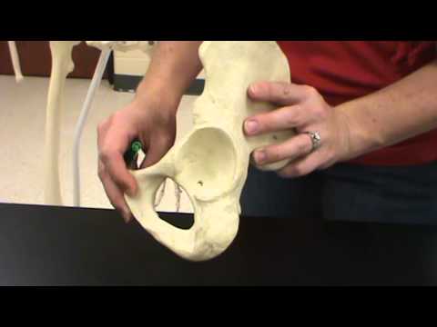 Pelvic Girdle Bones & Structures
