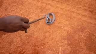 preview picture of video 'Safari Guide spielt mit Schlange im Sand - Kenia Ngutuni Wildlife Conservancy Tsavo East Lodge'