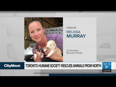 Toronto Humane Society rescues animals from the north