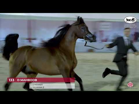 N.133 D MAHBOOB - Bahrain National and Straight Egyptian Championships 2023 - Stallions 4+ Years...