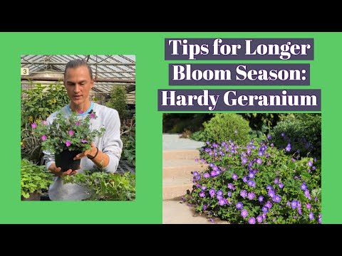 Hardy Geranium: How to Get More Flowers & ReBlooming