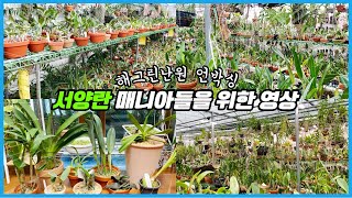 서양란 난초 좋아하시는 분들 많이 기다리셨죠?? 난초 9종 언박싱!!