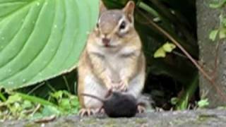 Chipmunk eating a mouse