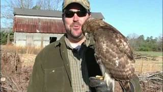 Carolina Outdoors TV Hunts with Red Tail Hawks
