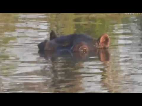 June 20, 2017-  Sunset-  Give us a smile Mr  Croc . OH WAIT! A Baby Hippo!