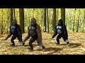 Pahilo Number Maa   CHHAKKA PANJA 3 Song   Gorila Dance