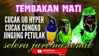 Download lagu Masteran Cucak ijo full Tembakan Kasar   Mudah Masuk jingjing petulak cungko@mackicau  mp3