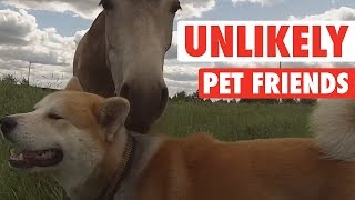 animale prietenii rare