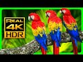 The Most Colorful Macaw Parrots In 4K HDR Relax With Nature Sounds