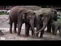 Elephants React During Total Solar Eclipse At Syracuse Zoo