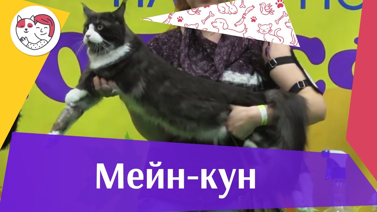 Мейн кун О породе на ilikepet