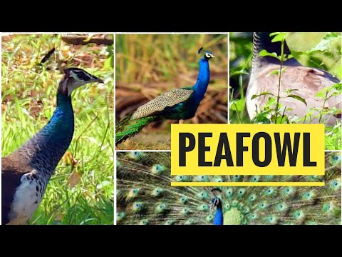 Indian vs Green Peafowl porovnanie