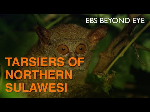 Tarsiers of Northern Sulawesi, Indonesia | EBS Nature Documentary