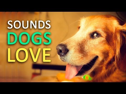5 Sounds Dogs Love the Most HD