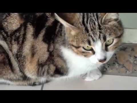 Cats of Turkey.MP4
