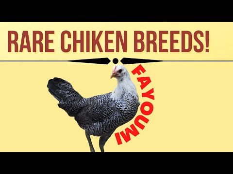 , title : 'Fayoumi Chickens| Fayoumi hens, Ancient Breed of Egyptian chickens| Rare Egyptian chicken breed'