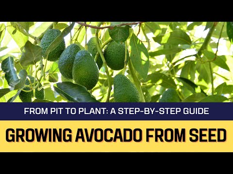 , title : 'From Pit to Plant: A Step-by-Step Guide to Growing Avocado from Seed'